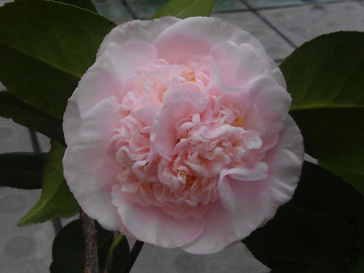 IMAG0205.jpg