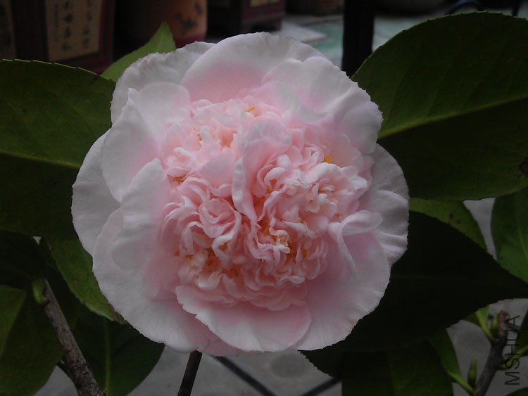 IMAG0210.jpg