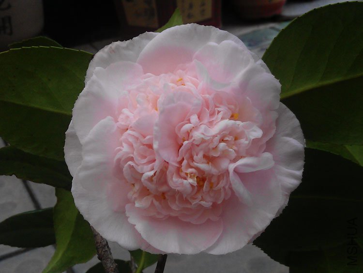 IMAG0208.jpg