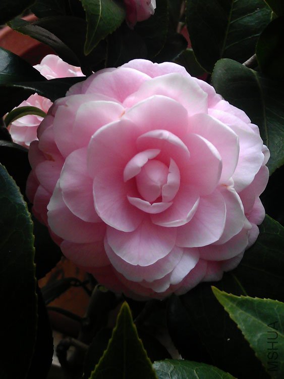 IMAG0090.jpg
