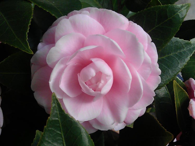 IMAG0089.jpg