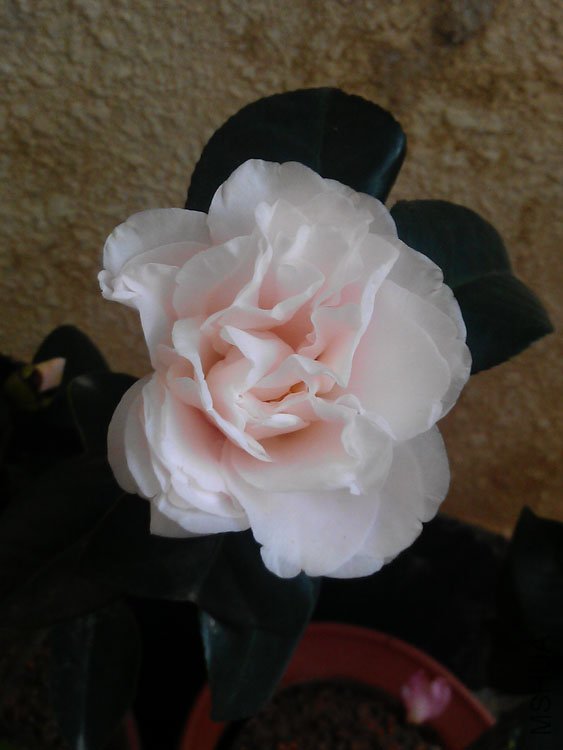 IMAG0093.jpg