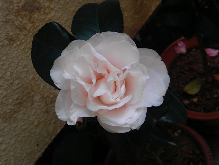 IMAG0095.jpg