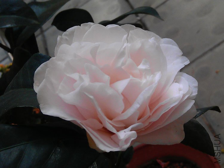 IMAG0098.jpg