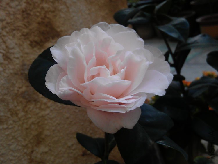 IMAG0094.jpg