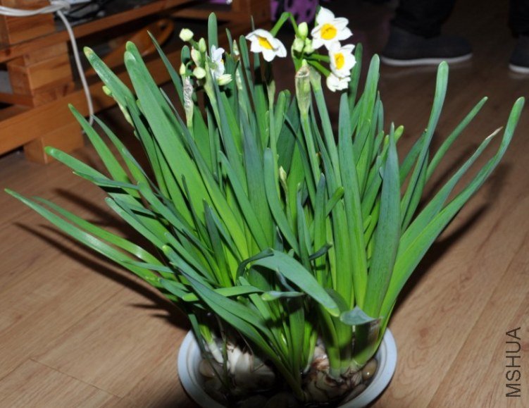 2012��2��8��ˮ�ɻ���2.jpg
