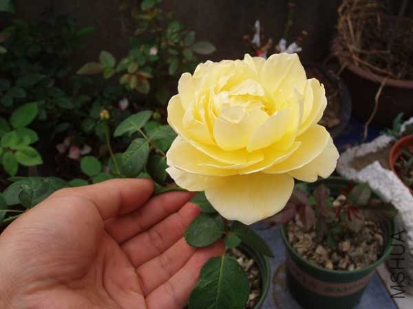 P1010104-1.jpg