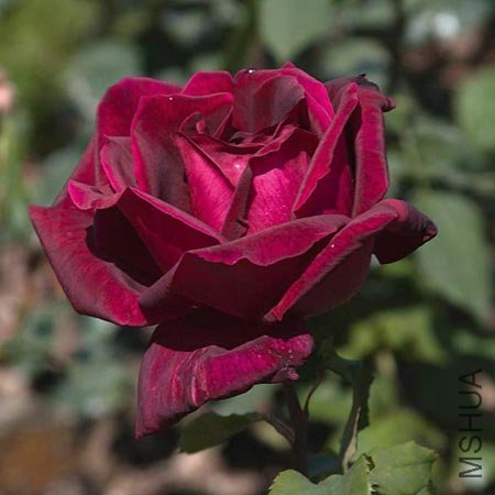 Rosa%20Papa%20Meilland.jpg
