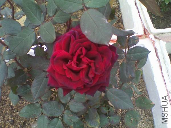 ������С C360_2012-01-11-12-02-20.jpg