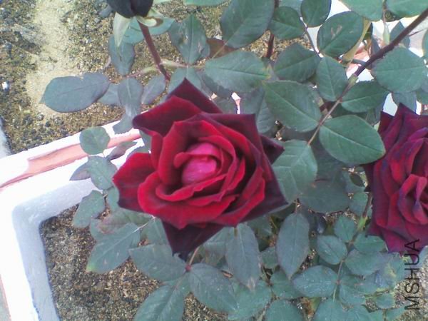 ������С C360_2012-01-11-12-02-50.jpg