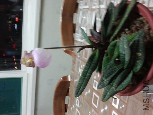 nEO_IMG_2012-02-09 20.45.39.jpg