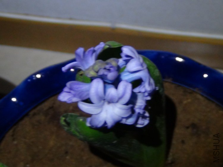 DSC01343.JPG