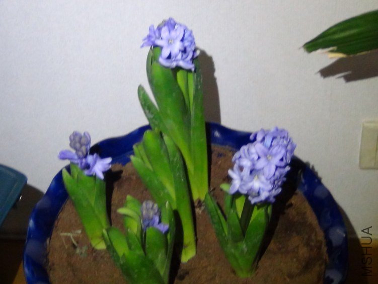 DSC01345.JPG