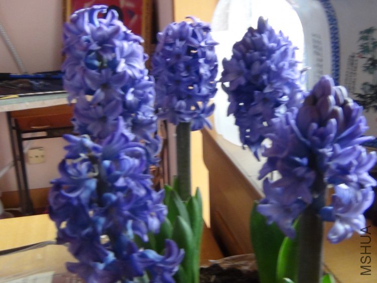 DSC01272.JPG