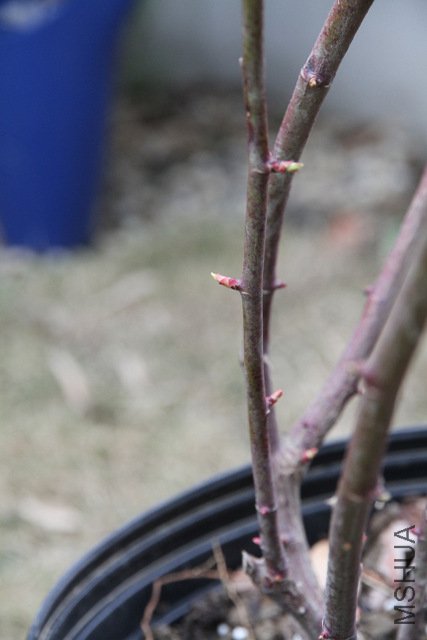 IMG_0978.JPG