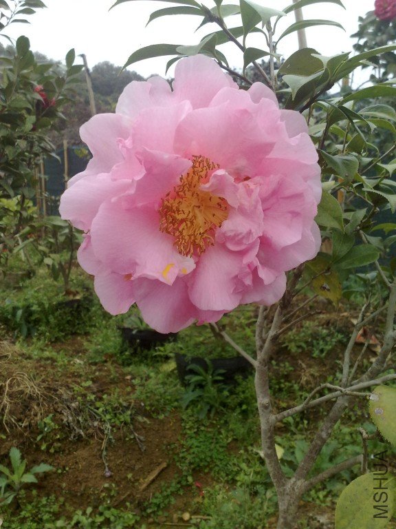 201202111195.jpg