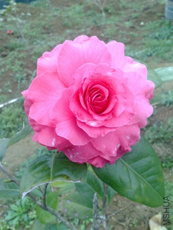 201202111190.jpg