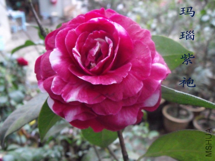 DSCF0564.jpg