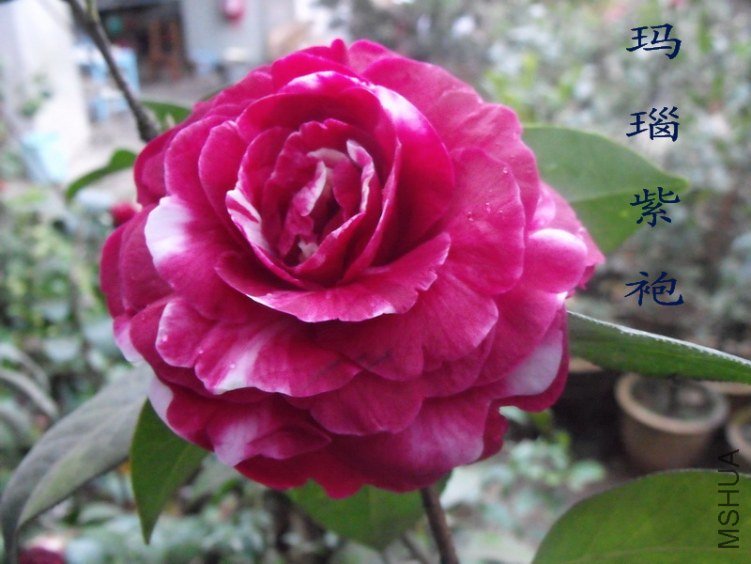 DSCF0565.jpg
