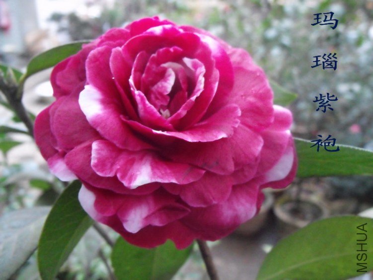 DSCF0566.jpg