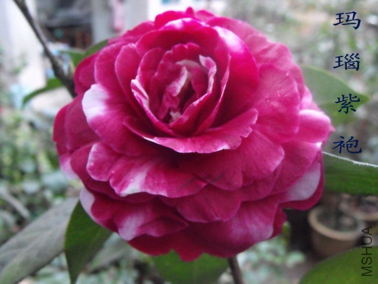 DSCF0567.jpg