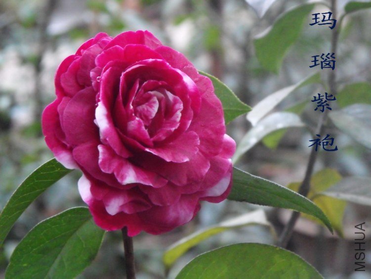 DSCF0568.jpg