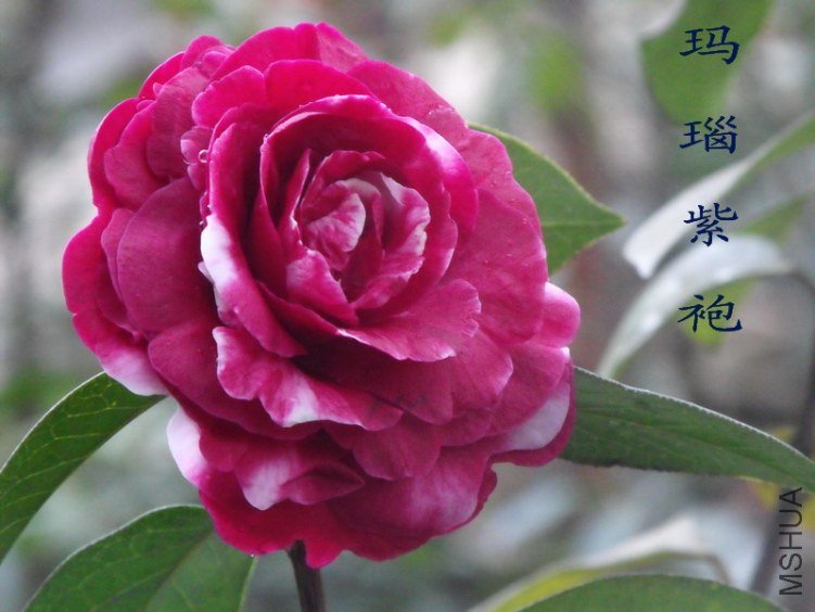 DSCF0569.jpg