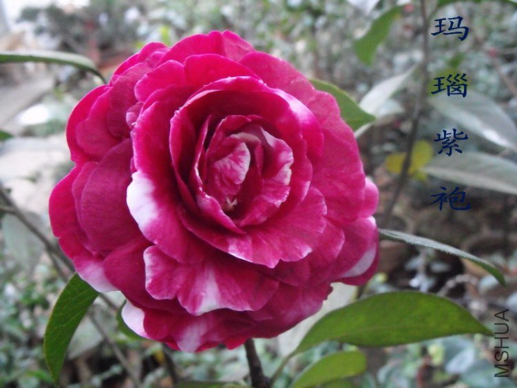 DSCF0570.jpg