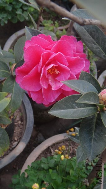 DSC00983.JPG