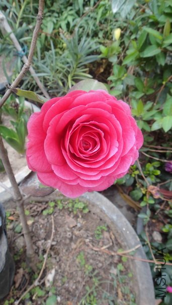 DSC00984.JPG