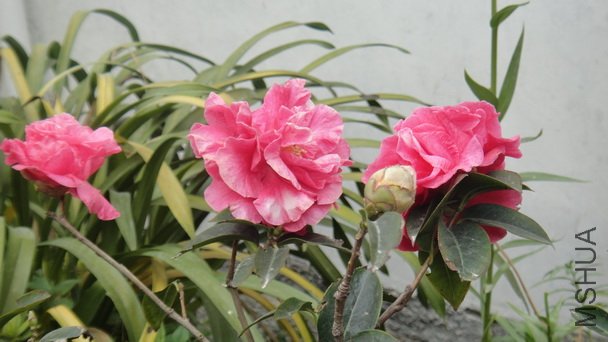 DSC00985.JPG