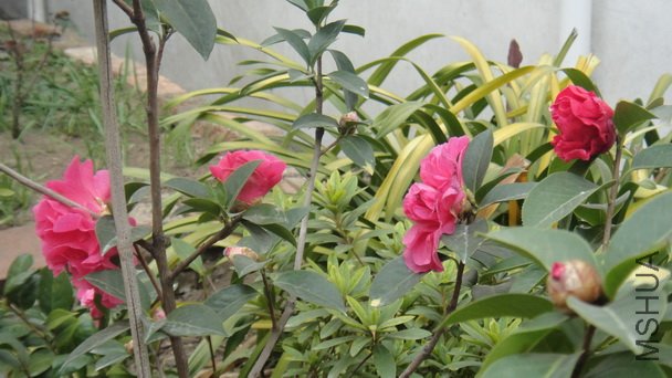 DSC00986.JPG