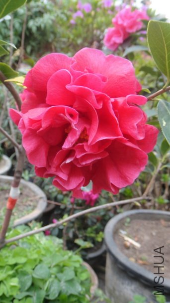 DSC00987.JPG