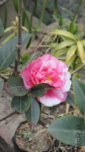 DSC00990.JPG