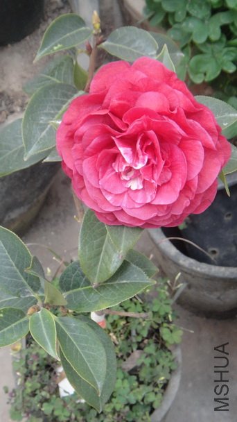 DSC00992.JPG
