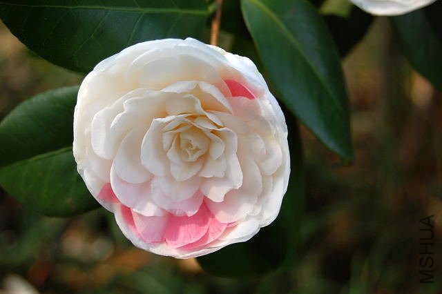 DSC_00750075.JPG