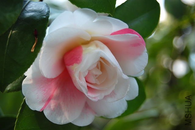 DSC_00760076.JPG