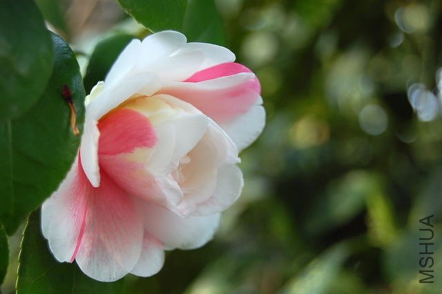 DSC_00770077.JPG