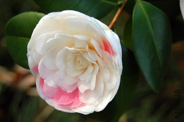 DSC_00780078.JPG