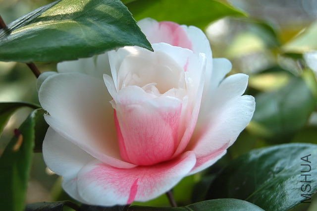 DSC_00800080.JPG