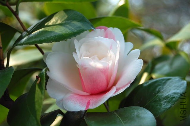 DSC_00790079.JPG