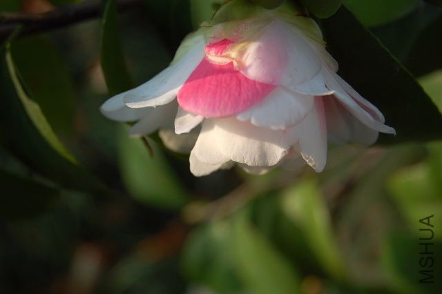DSC_00830083.JPG