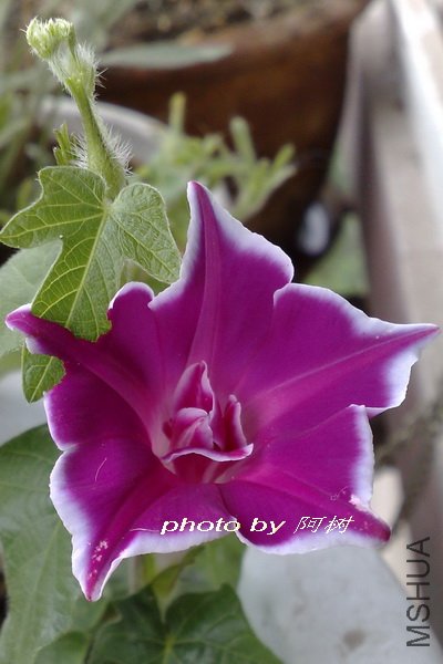 �۹���ʨ�� �ذ�.jpg