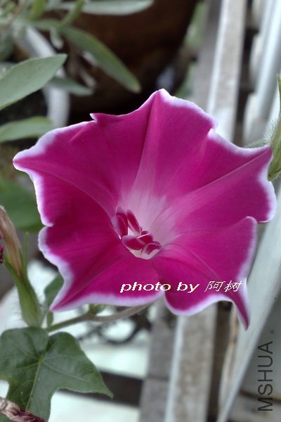 �۹���ʨ�� �ذ� 2.jpg