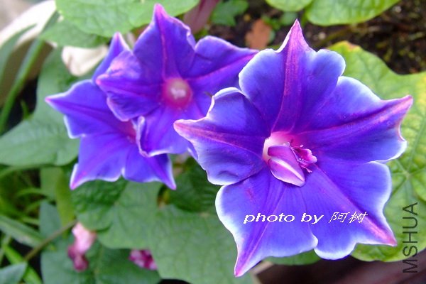 �۹���ʨ�� �ذ� 2.jpg