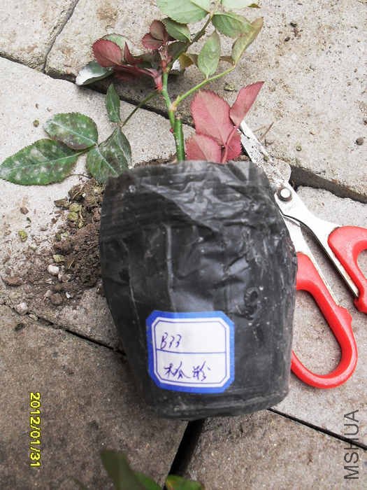 SDC12862.jpg