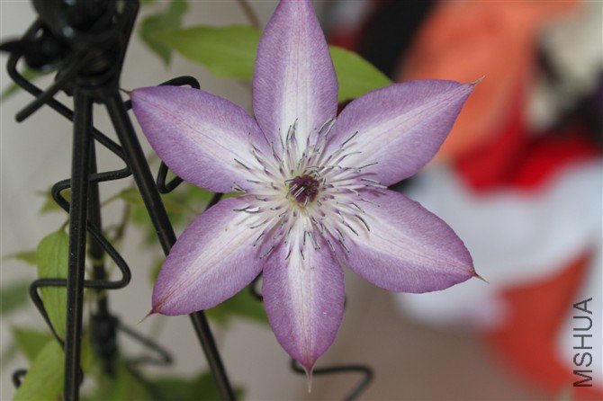 ���аﻨ��