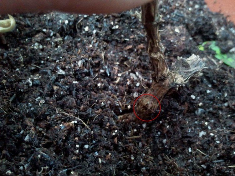 ͼ�л���Ȧ���Ƕϵĵط�