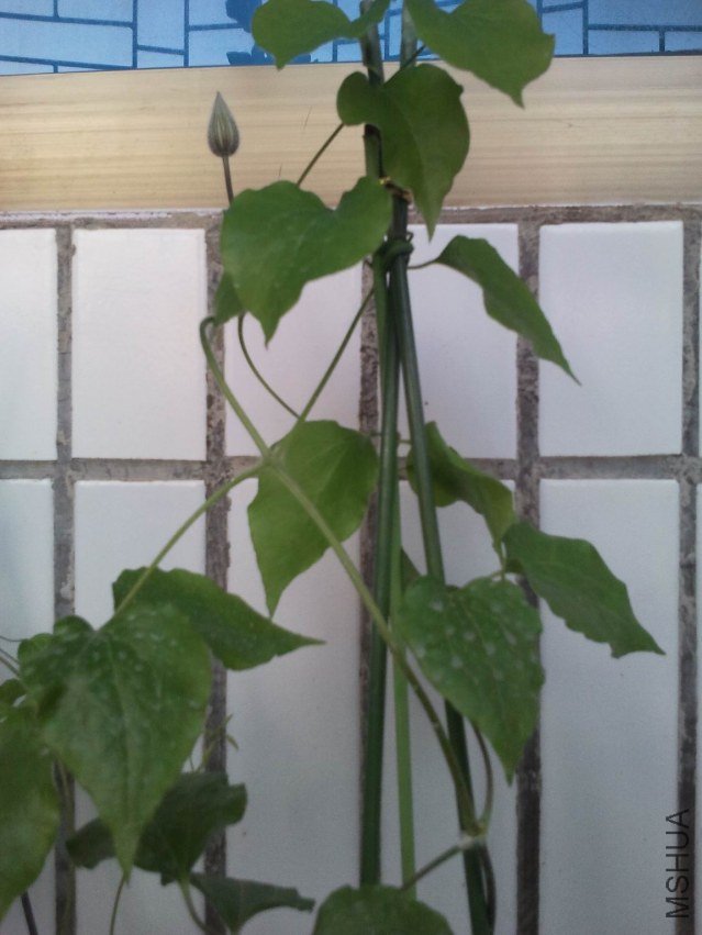 ���Ӧ����ޱ��