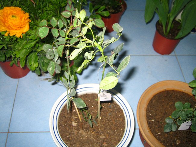 ��Ƭ 003_����.jpg